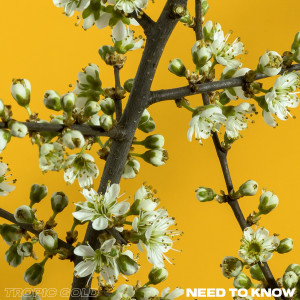 Listen to Need to Know song with lyrics from Tropic Gold