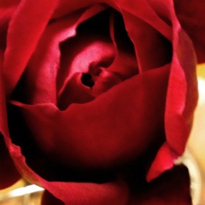 Album Mozart Amadeus EDM from 