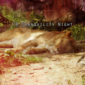 Album 78 Tranquility Night from Soothing White Noise for Relaxation