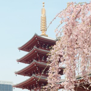 Listen to Sakura Skies song with lyrics from Kansho