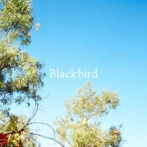 Paz Sounds的專輯Blackbird