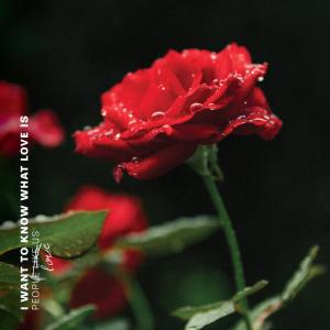 People Like Us的專輯I Want to Know What Love Is