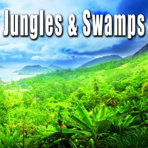 收聽群星的Birds Chirping, Wind Through Trees & Distant Motorcycle in Thailand Forest Ambience歌詞歌曲
