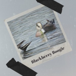 Album Blackberry Boogie oleh Various Artist