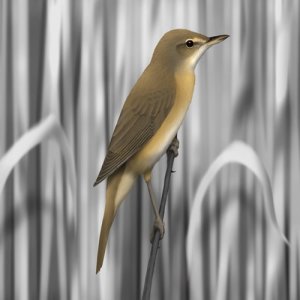 收聽Polskie Ptaki的Bird sounds - Reed Warbler歌詞歌曲