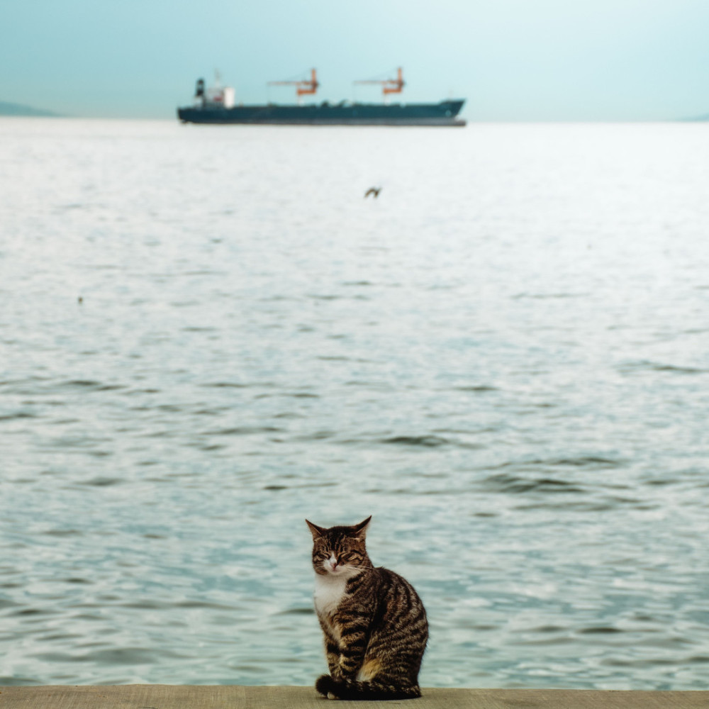 Feline Harmony Ocean Sounds