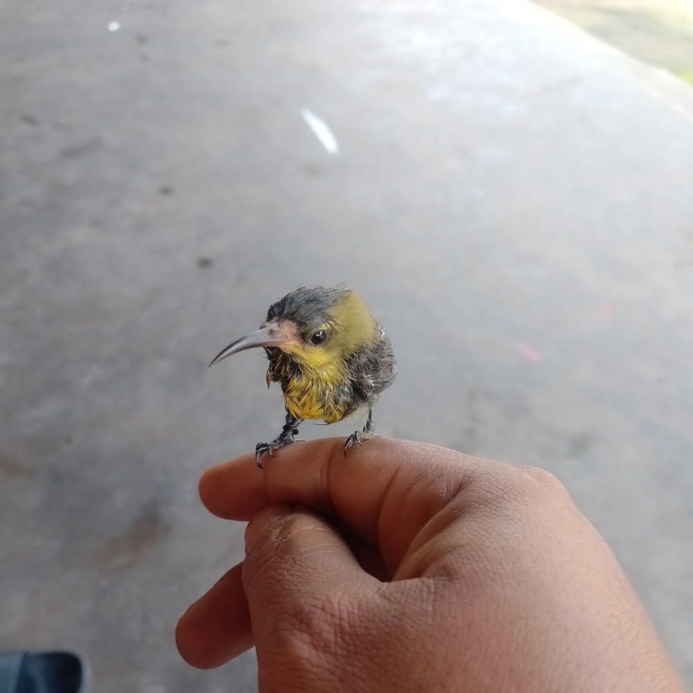 Aku hanya janda