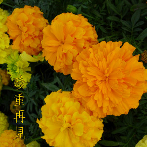 陈盈龙的专辑珍重再见