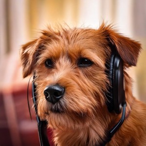อัลบัม Peaceful Paws: Soothing Music for Dogs ศิลปิน Lucid Dreaming World