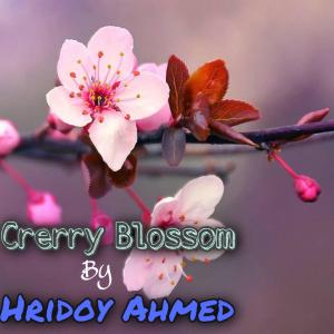 Album Cherry Blossoms from Hridoy Ahmed