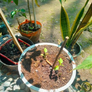 Purwati的專輯langkah bahagia