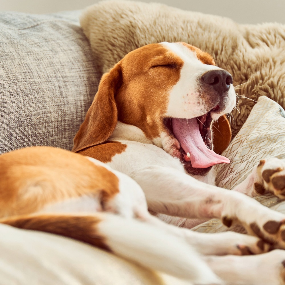 Gentle Sounds Dogs Sleep