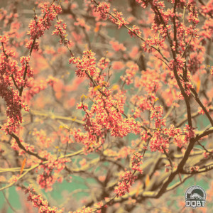 Album Spring Bloom from Jing3