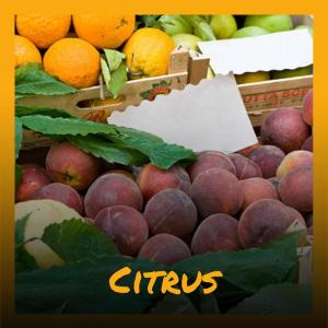Listen to Citrus song with lyrics from Lionie