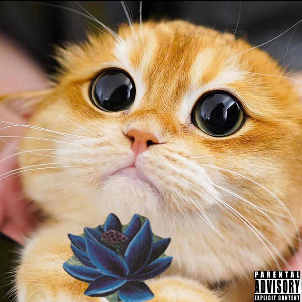 Mox Kitty (feat. Lil Kitty) (Explicit)