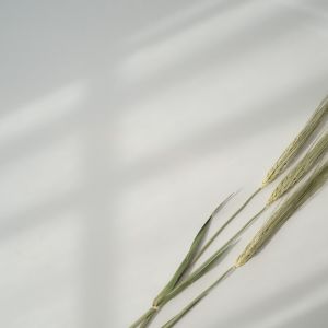Album Relájese y Sane Con la Mediación Zen from Musica Relajante New Age Culture