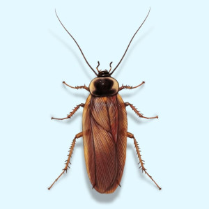 Album Bugs (Explicit) from Cmoney2423
