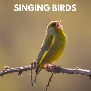 收听KPR Sounds的Birds in the Woods歌词歌曲