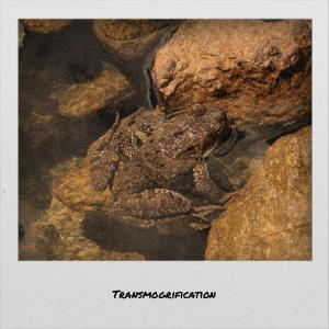 ดาวน์โหลดและฟังเพลง Transmogrification พร้อมเนื้อเพลงจาก Carlvin