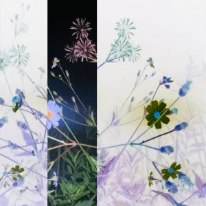 Listen to Sense Forestry song with lyrics from Skyward Birds