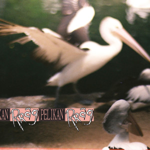 收聽Rrag的Pelikan歌詞歌曲