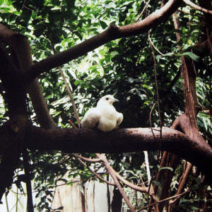 收聽I Am Oak的On Trees And Birds And Fire歌詞歌曲