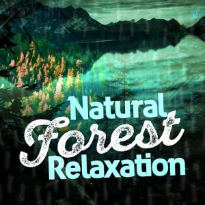ดาวน์โหลดและฟังเพลง Brook Bird Song พร้อมเนื้อเพลงจาก Natural Forest Sounds