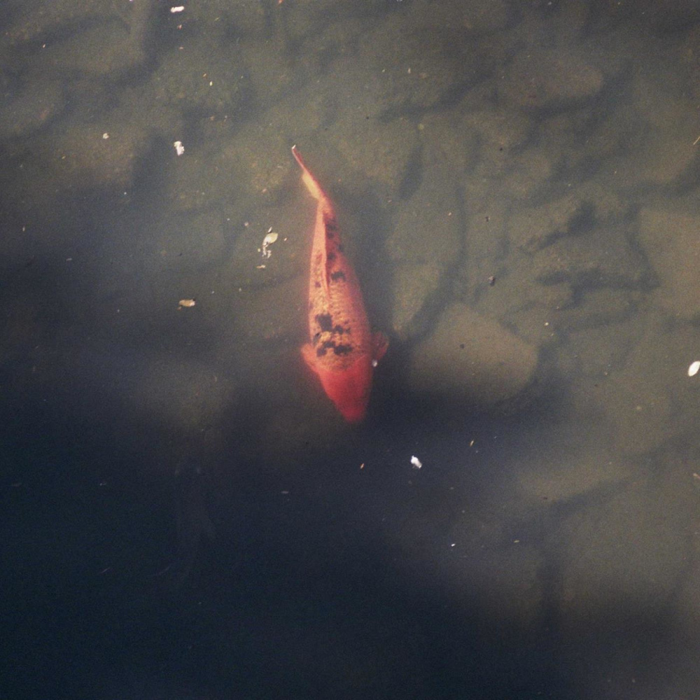 Fish Food (Explicit)