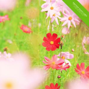 ดาวน์โหลดและฟังเพลง Walk Along The Wind พร้อมเนื้อเพลงจาก Morning Flower