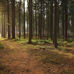 Sounds of Nature Zone的专辑Forest Sounds, Singing Birds & Gentle Winds for Better Sleep