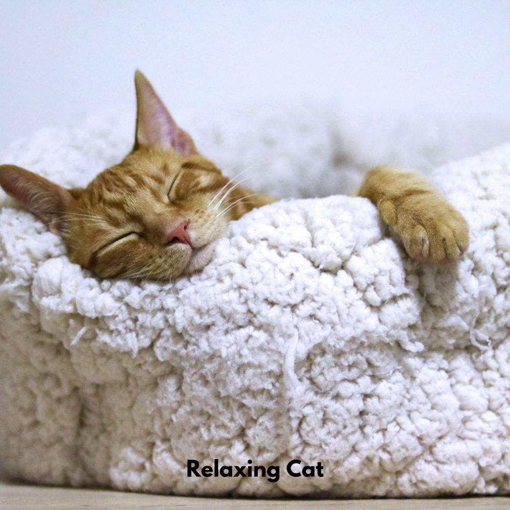 Purring Serenades