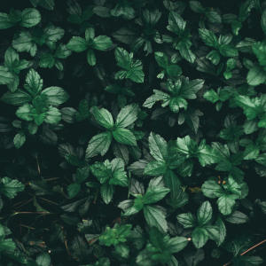 收聽CATVLYST的Non Serviam Flip歌詞歌曲