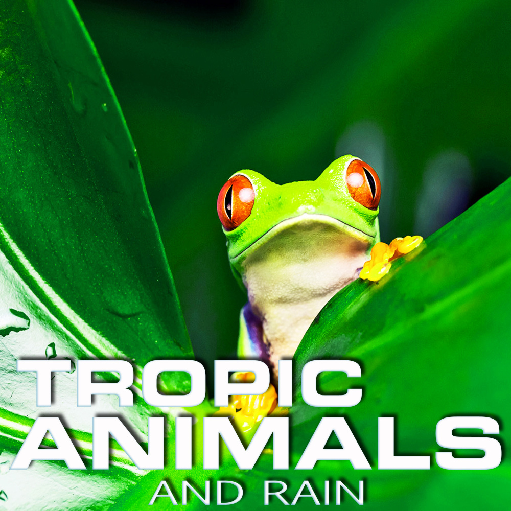 Tropic Rain Relaxation