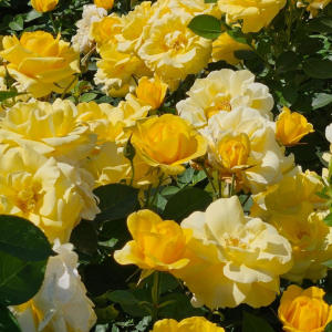 Kurly Q的專輯*+YELLOW ROSES+* (feat. Nevi)