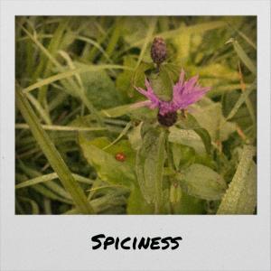 Various的专辑Spiciness