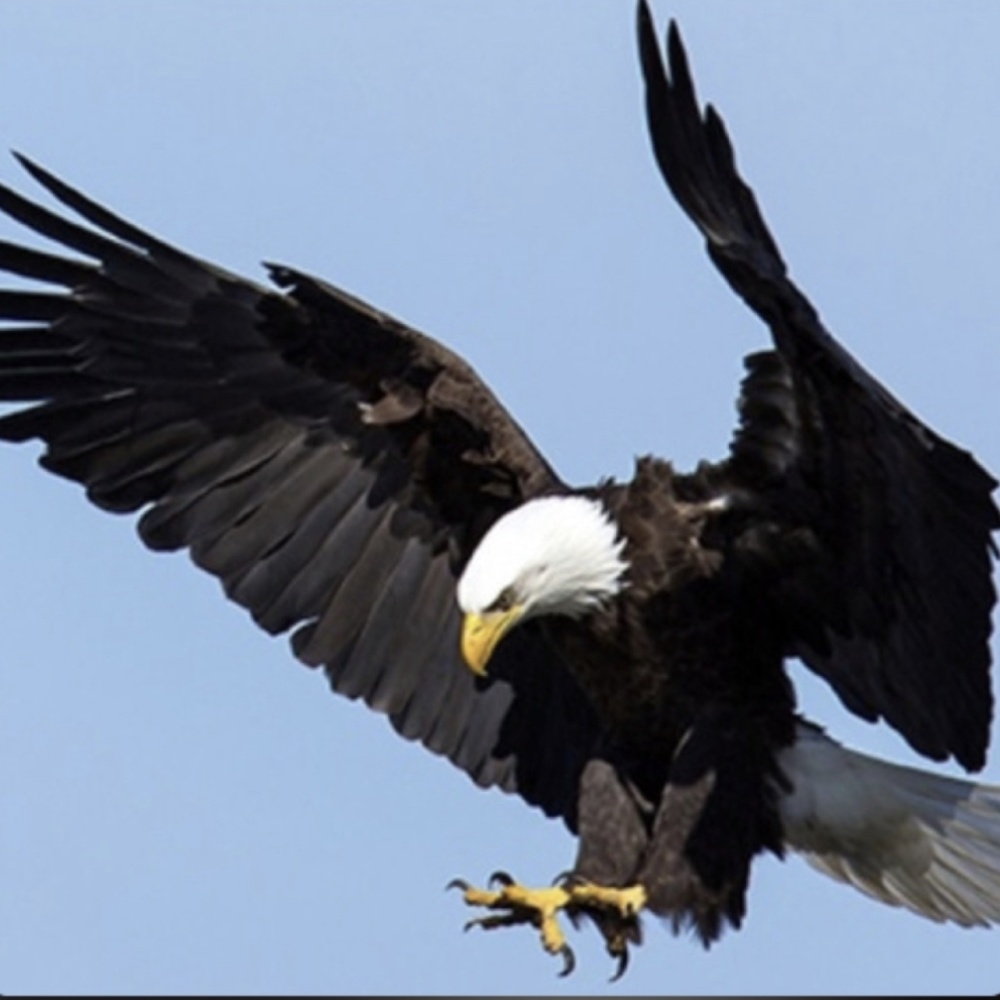 EAGLE (Explicit)