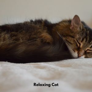 Cat Music Dreams的專輯Relaxing Cat