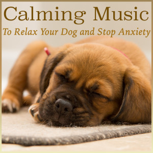 ดาวน์โหลดและฟังเพลง Warm Puppy พร้อมเนื้อเพลงจาก Dog Music Dreams