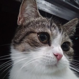 收听kucing tetangga的Instrumen Islami歌词歌曲
