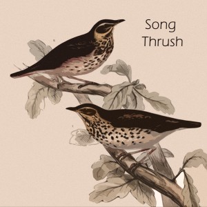 Album Song Thrush from Patti Page
