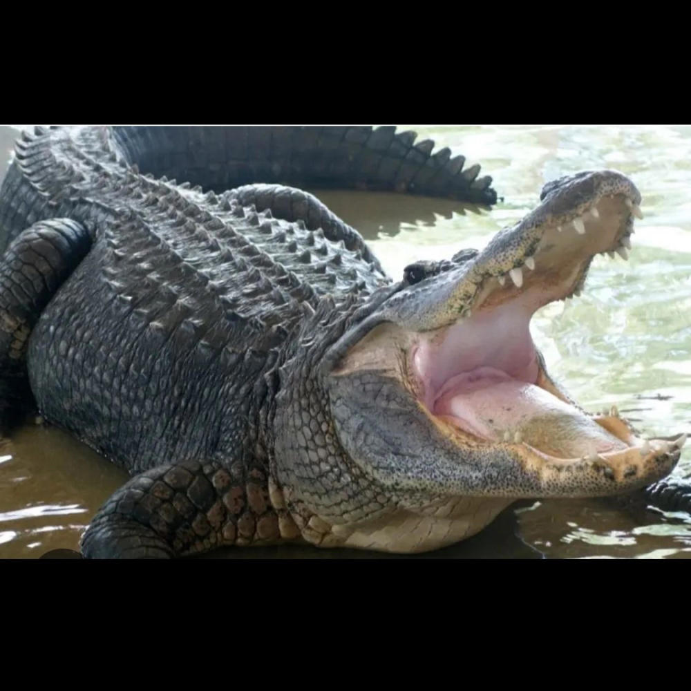 Alligator Alcatraz (Everglades)