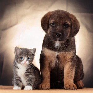 ดาวน์โหลดและฟังเพลง Ritmos Tranquilos Para Relajación Del Perro พร้อมเนื้อเพลงจาก Zona de música para perros