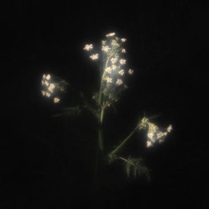 Frances Shelley的專輯For Now We See Darkly (Drexler Rework)