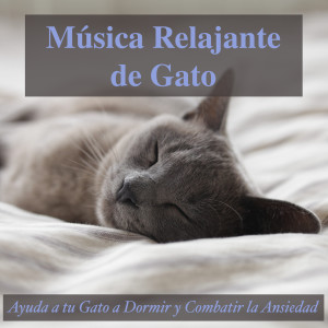 ดาวน์โหลดและฟังเพลง Reino de los Gatos พร้อมเนื้อเพลงจาก Cat Music Dreams