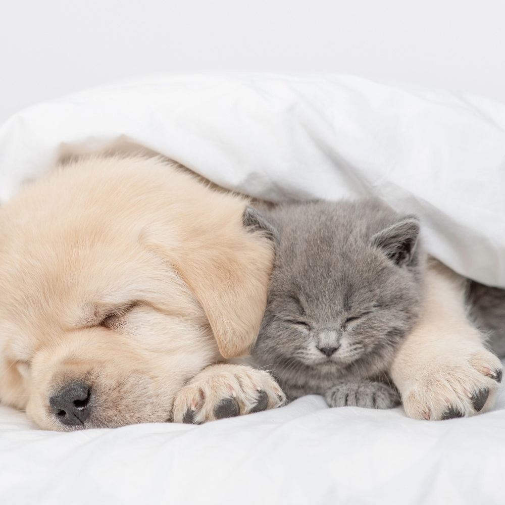 Gentle Sounds for Pets