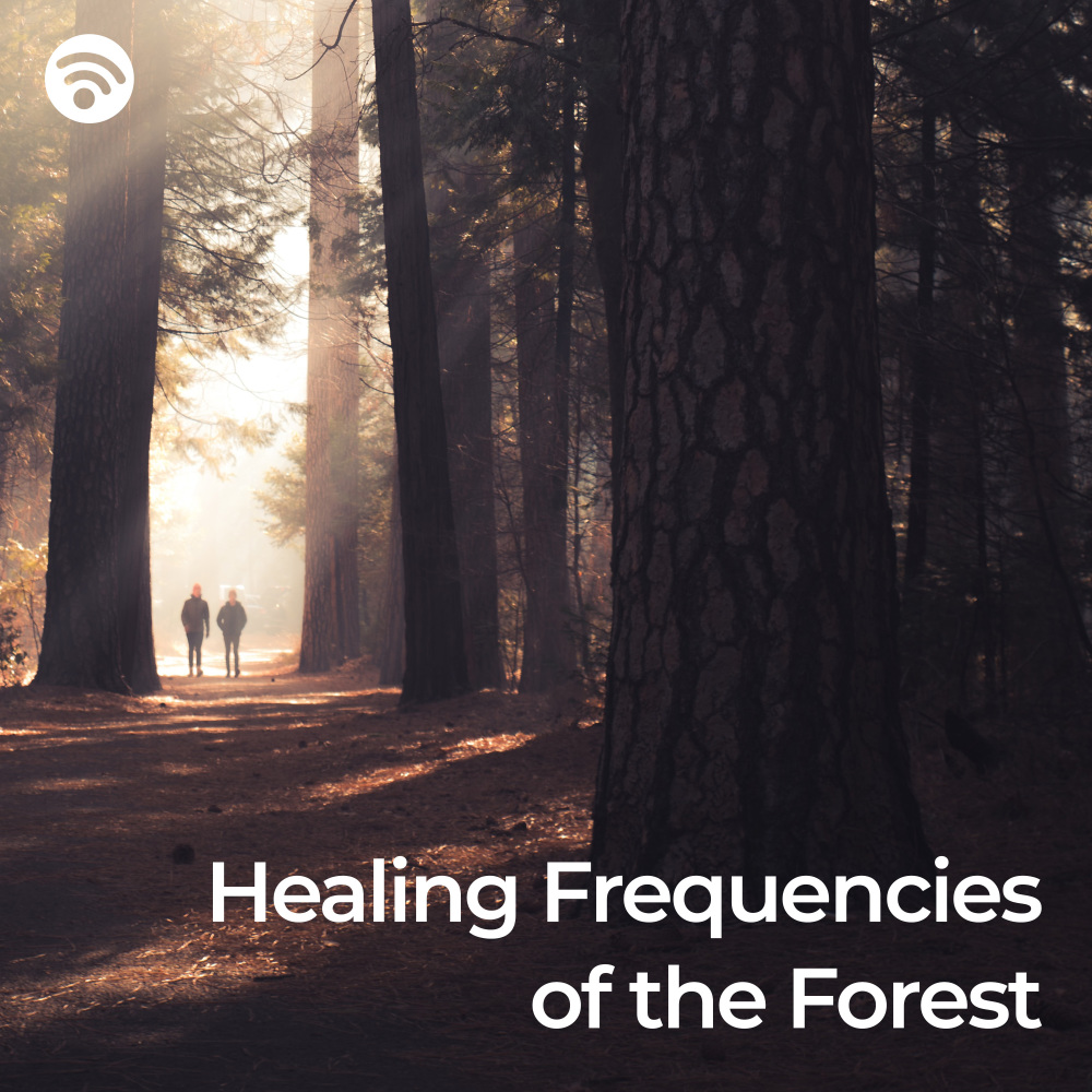 Forest Melodies of Solfeggio Healing