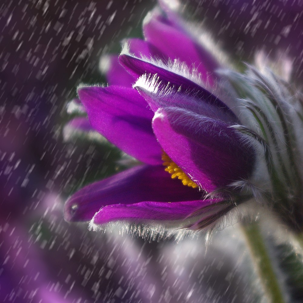 Lovely Rain Music
