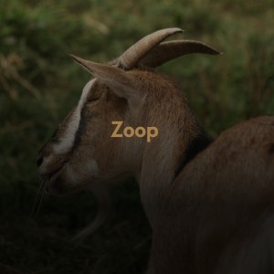 Album Zoop from Various