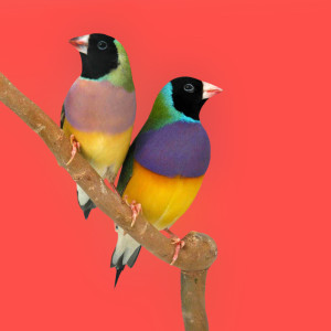 ดาวน์โหลดและฟังเพลง Thank You พร้อมเนื้อเพลงจาก bitbird