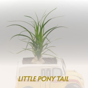 收聽Billy Lynn的Little Pony Tail歌詞歌曲